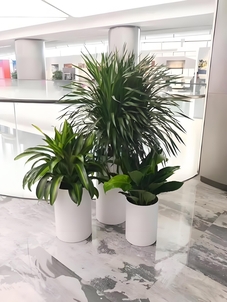 花木出租选宁波奉化，优质服务，体验非凡！